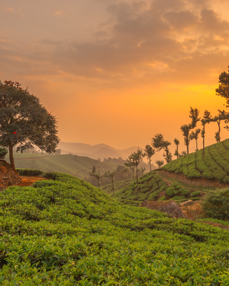 INDIA del SUD e KERALA